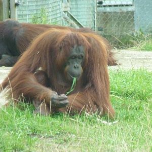 Bornean Orangutans, September 2016