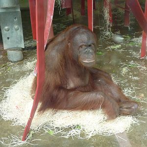 Female Bornean Orangutan, September 2016