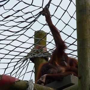 Bornean Orangutans, September 2016