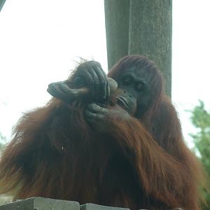 Bornean Orangutan, September 2016