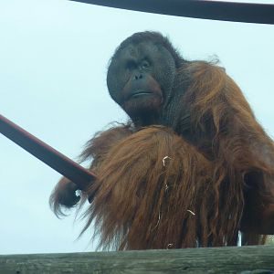 Bornean Orangutan, September 2016