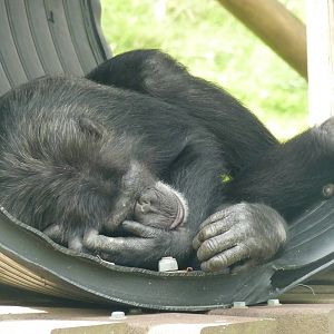 Sleeping Chimp, September 2016