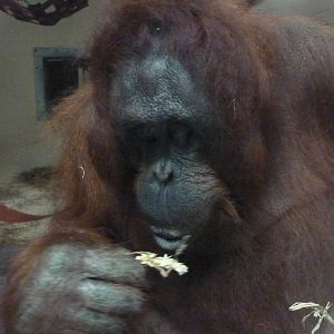 Bornean Orangutan, September 2016