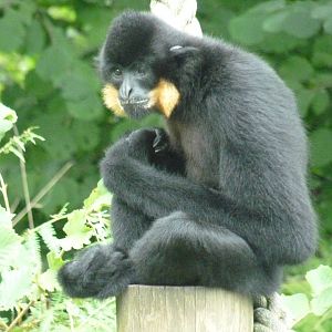 Golden-cheeked gibbon, September 2016
