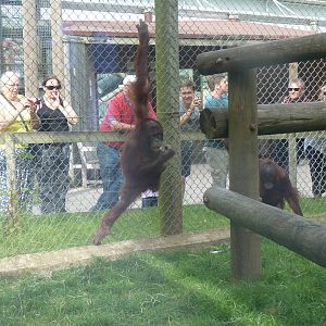 Bornean Orangutans, September 2016