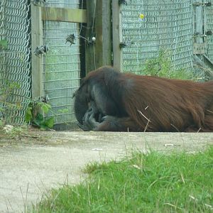 Bornean Orangutan, September 2016