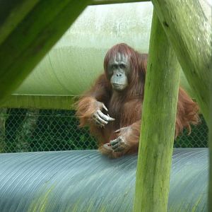 Bornean Orangutan, September 2016