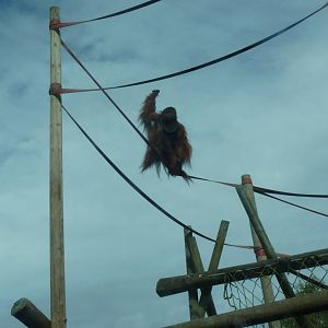 Bornean Orangutan, September 2016