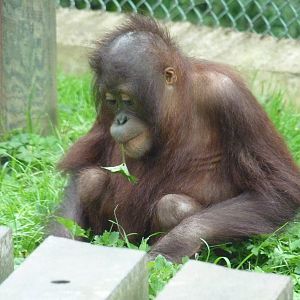 Bornean Orangutan, September 2016