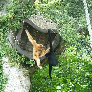 Golden-cheeked gibbons, September 2016