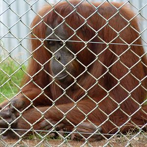 Bornean Orangutan, September 2016
