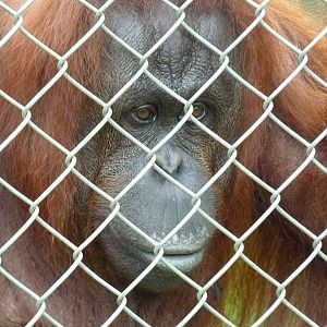 Bornean Orangutan, September 2016