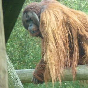 Bornean Orangutan, September 2016