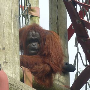 Bornean Orangutan, September 2016