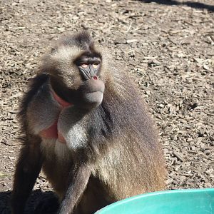 Gelada Baboon, September 2016