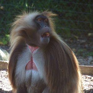 Gelada Baboon, September 2016