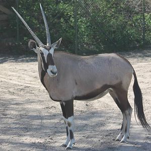 Gemsbok
