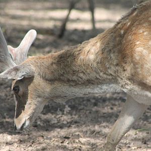 Mesopotanian fallow deer