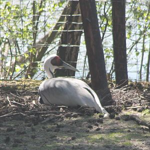 White-naped crane incubating
