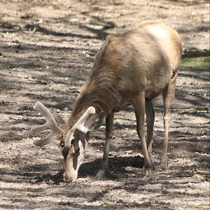 Carpathian red deer