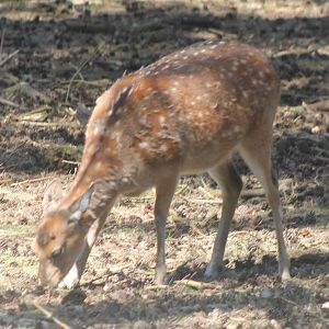Indochina sika deer