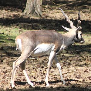 Blackbuck
