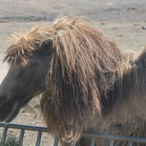 Bactrian camel