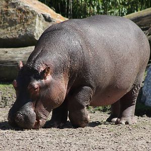 Common hippo