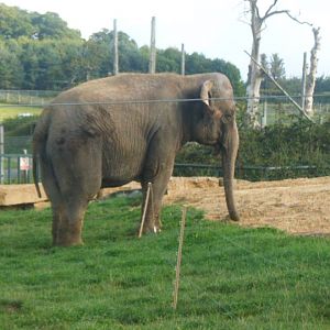 Anne the Asian Elephant