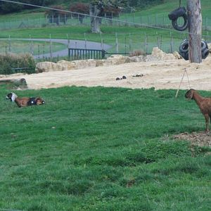 Costa, Coffee and Sugar the Nubian goats