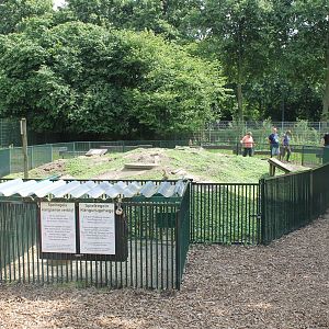 Black-tailed prairiedog enclosure
