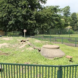 Black-tailed prairiedog enclosure