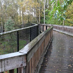 siberian tiger viewing