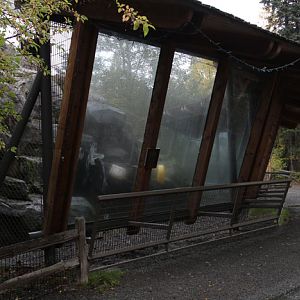 snow leopard exhibit
