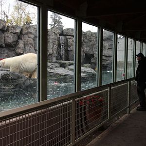 polar bear exhibit