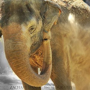 Sep. 2016 - Elephant Reserve - Schottzie