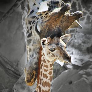 Sep. 2016 - Giraffe Ridge - Kimba and Zoey