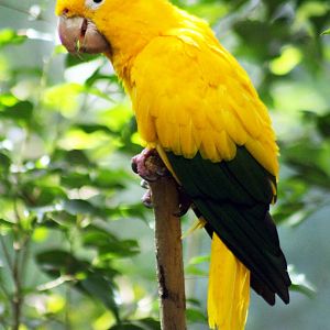 Sep. 2016 - Wings of the World - Golden Conure