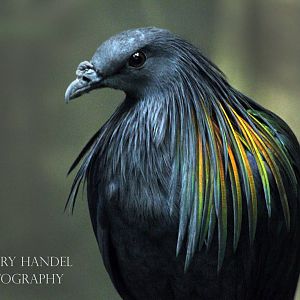 Sep. 2016 - Wings of the World - Nicobar Pigeon
