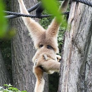 Red-cheeked Gibbon and Baby