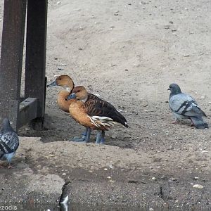 New Whistling Ducks. Fulvous?