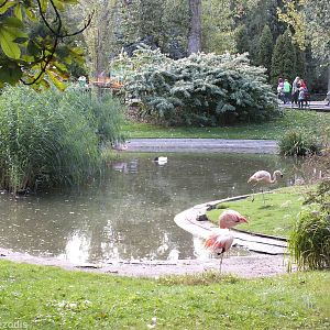 Flamingo Pond with New Black-necked Swan