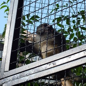 Allen's Swamp Monkey