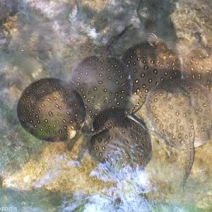 Freshwater Stingrays