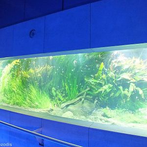 Part of the Huge Planted Freshwater Tank