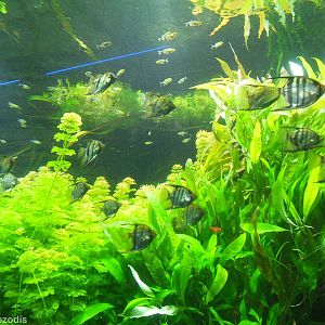 Part of the Huge Planted Freshwater Tank