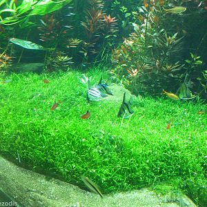 Part of the Huge Planted Finreshwater Tank