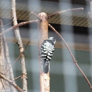 New Lesser Spotted Woodpecker