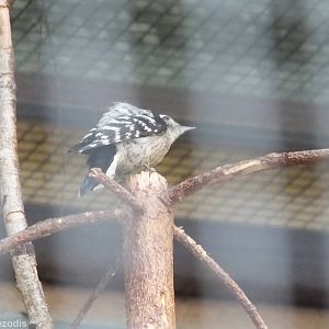 New Lesser Spotted Woodpecker