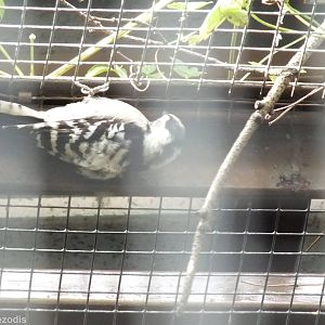 New Lesser Spotted Woodpecker